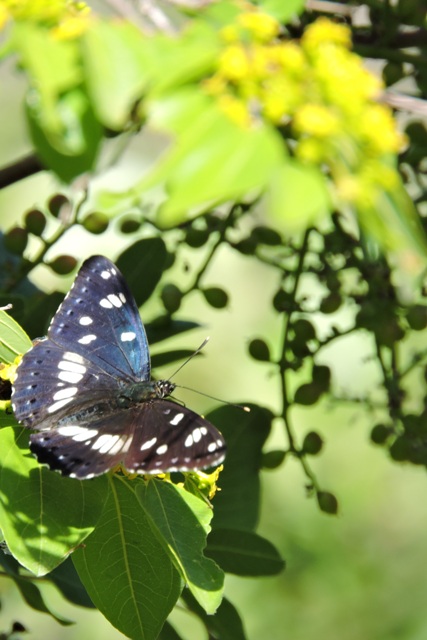 White Admiral wings open